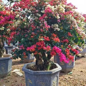 Bougainvillea Bonsai