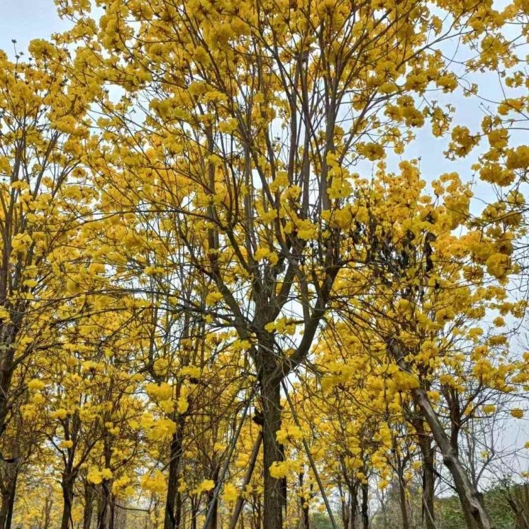 Golden Trumpet Tree TWO