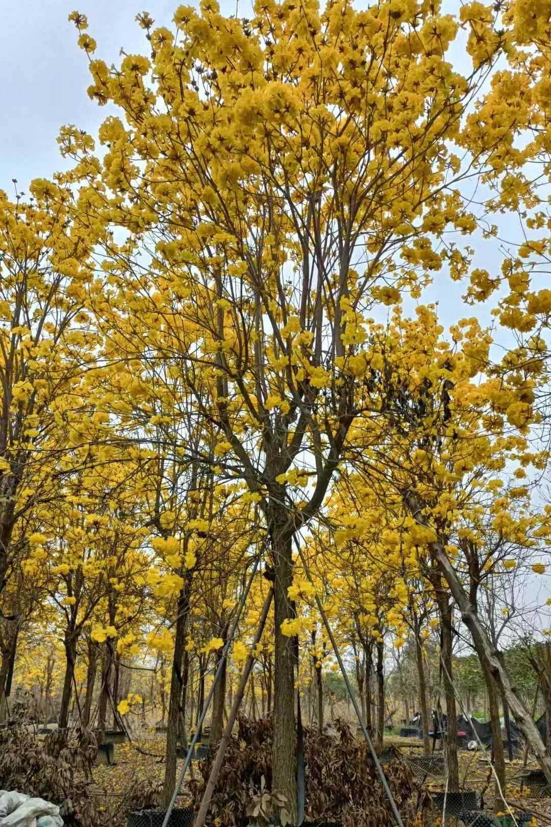 Golden Trumpet Tree TWO