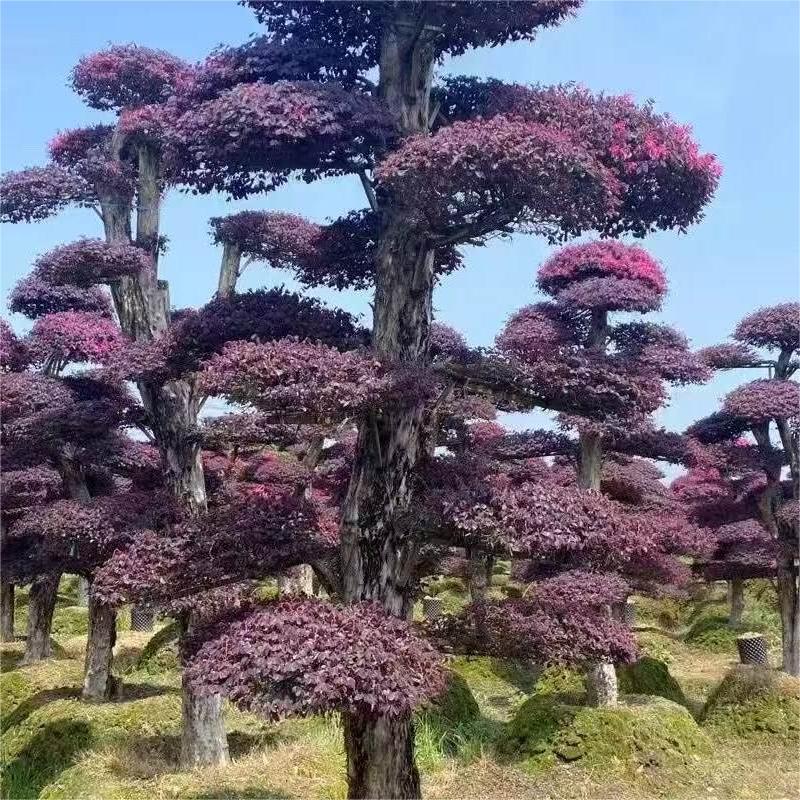 Loropetalum Chinense