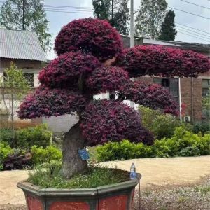 Loropetalum ChinenseTWO