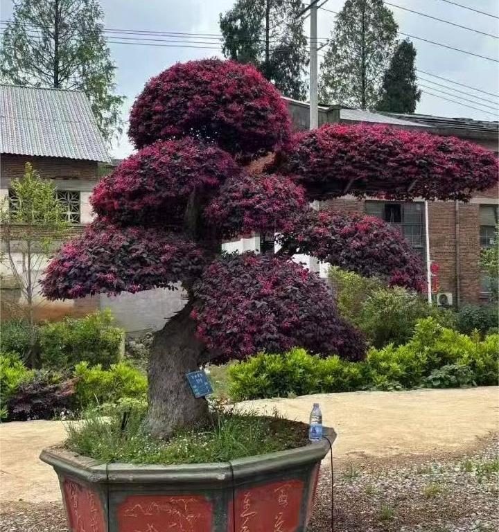 Loropetalum ChinenseTWO