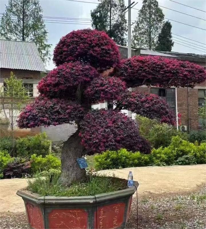 Loropetalum ChinenseTWO