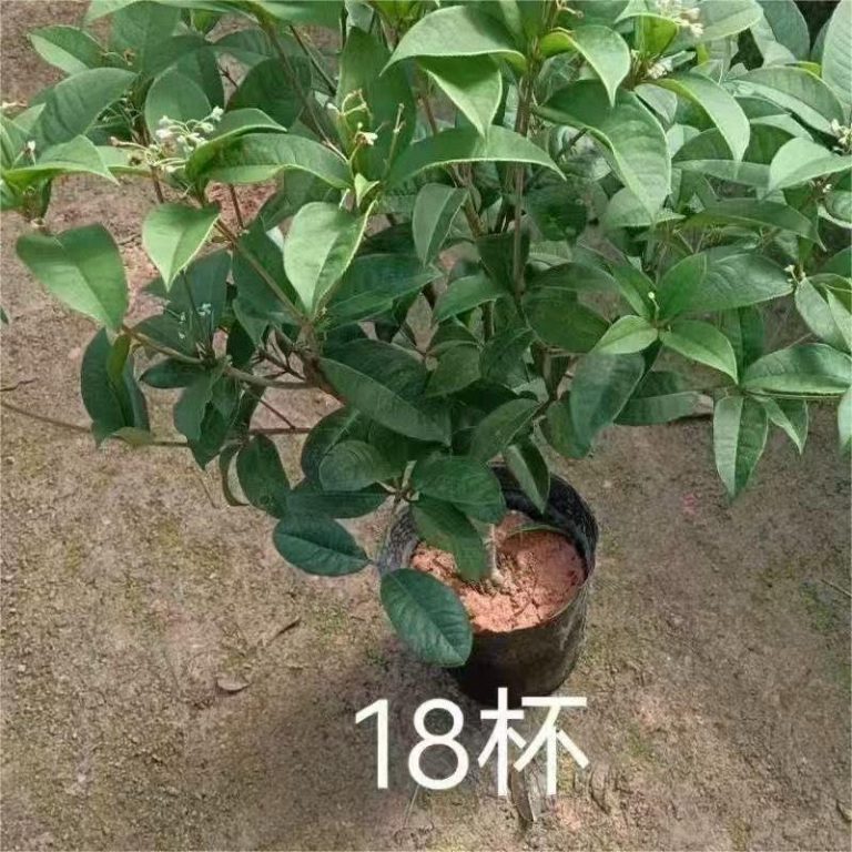 Osmanthus Fragrans two