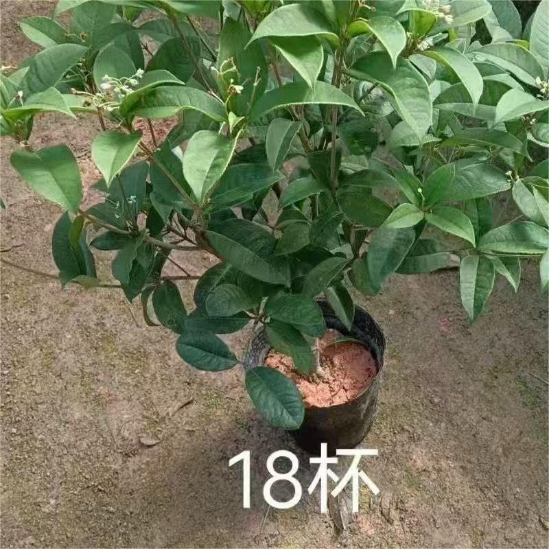 Osmanthus Fragrans two