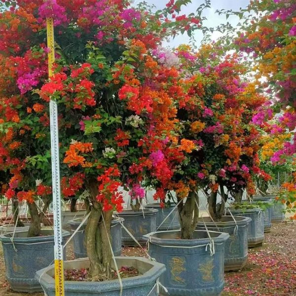 Stunning Multi-Color Bougainvillea Bonsai