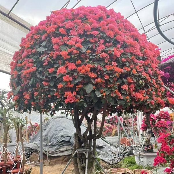 Stunning Multi-Color Bougainvillea Bonsai