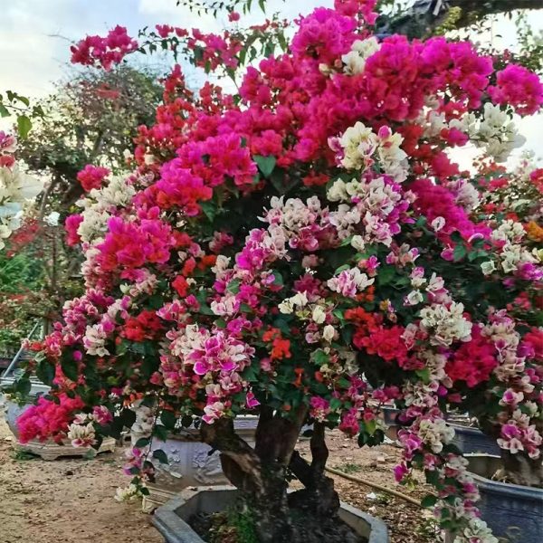 Stunning Multi-Color Bougainvillea Bonsai